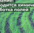 Внимание: химическая обработка посевов пшеницы!. - Тотемский муниципальный округ