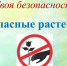 ОПАСНЫЕ РАСТЕНИЯ - Газета Тотемские вести
